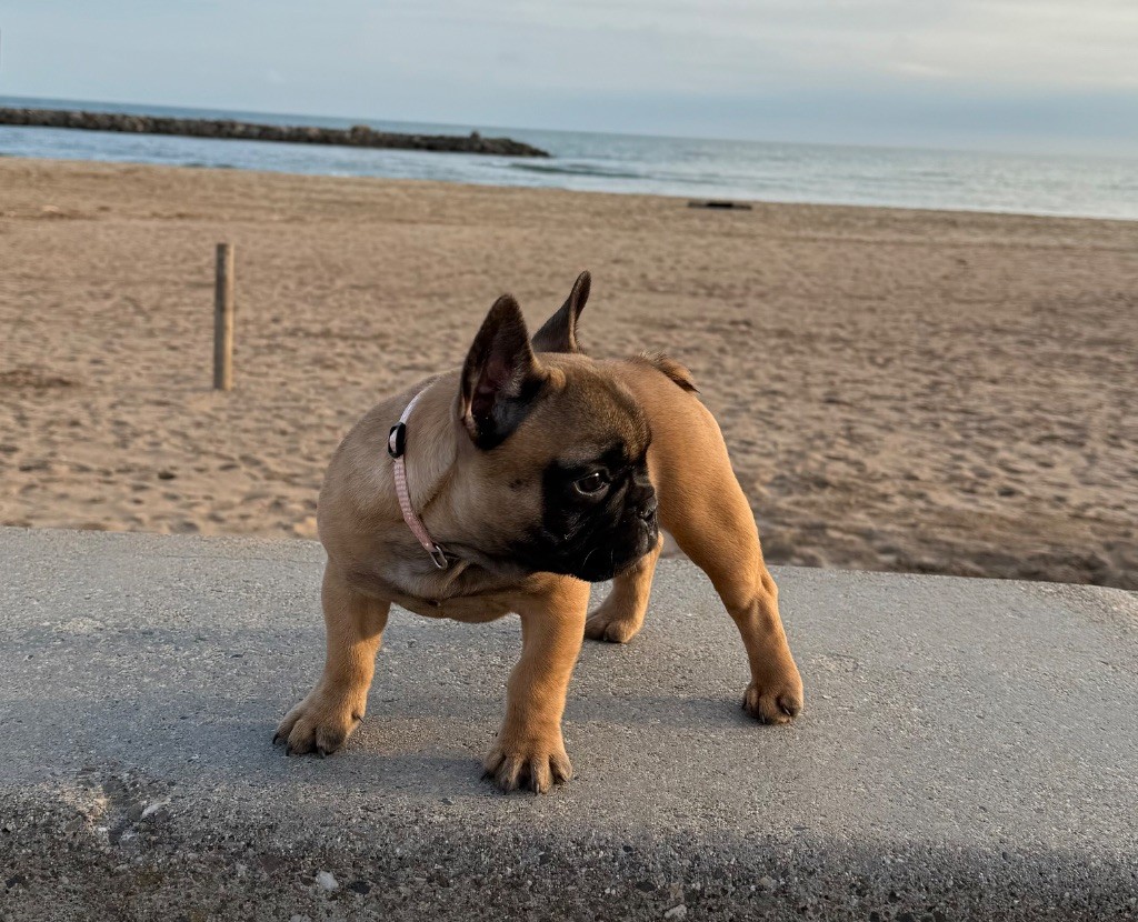 Du Domaine De Nelya - Chiot disponible  - Bouledogue français