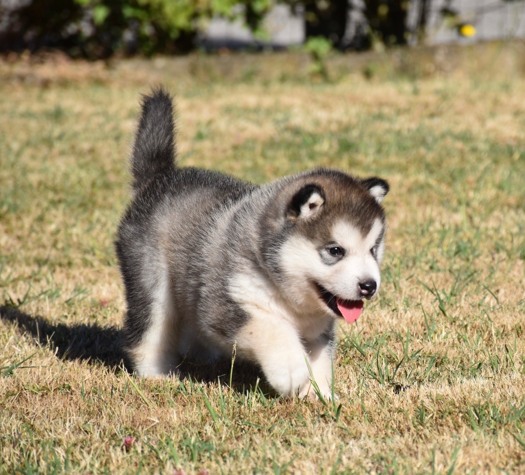 Du Domaine De Nelya - Chiots disponibles - Alaskan Malamute