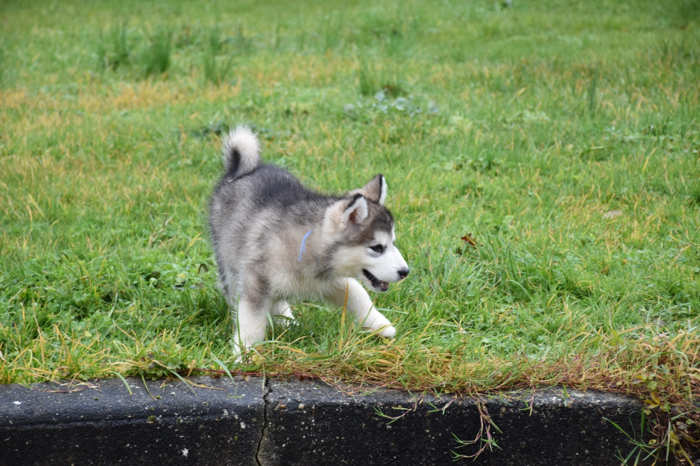 Du Domaine De Nelya - Chiots disponibles - Alaskan Malamute