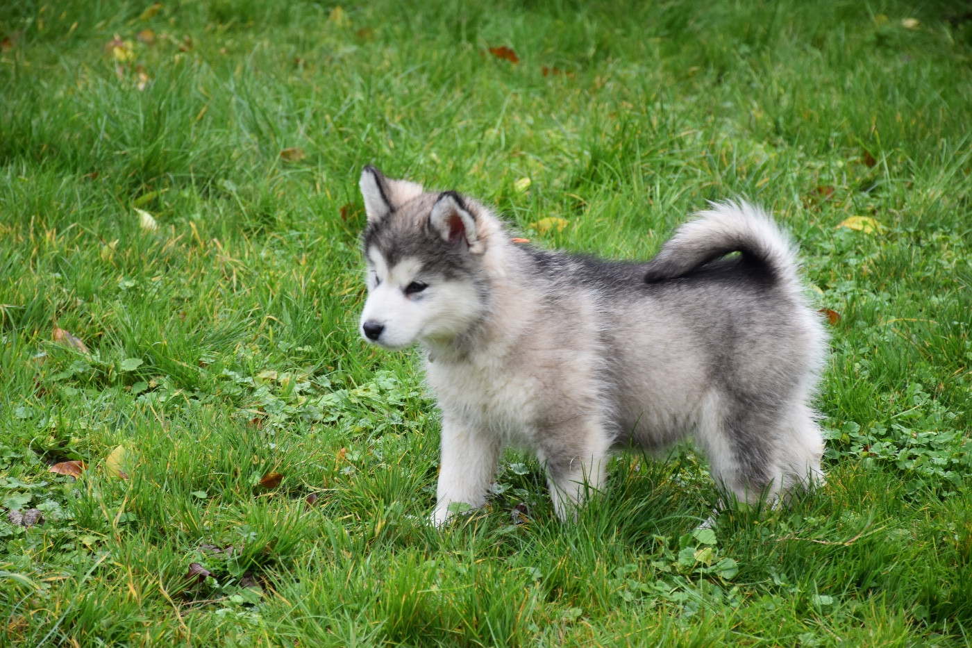 Du Domaine De Nelya - Chiots disponibles - Alaskan Malamute