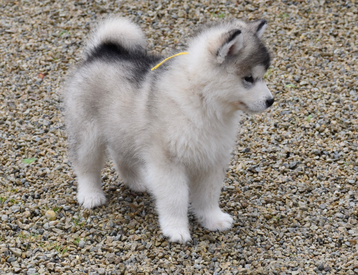 Du Domaine De Nelya - Chiots disponibles - Alaskan Malamute