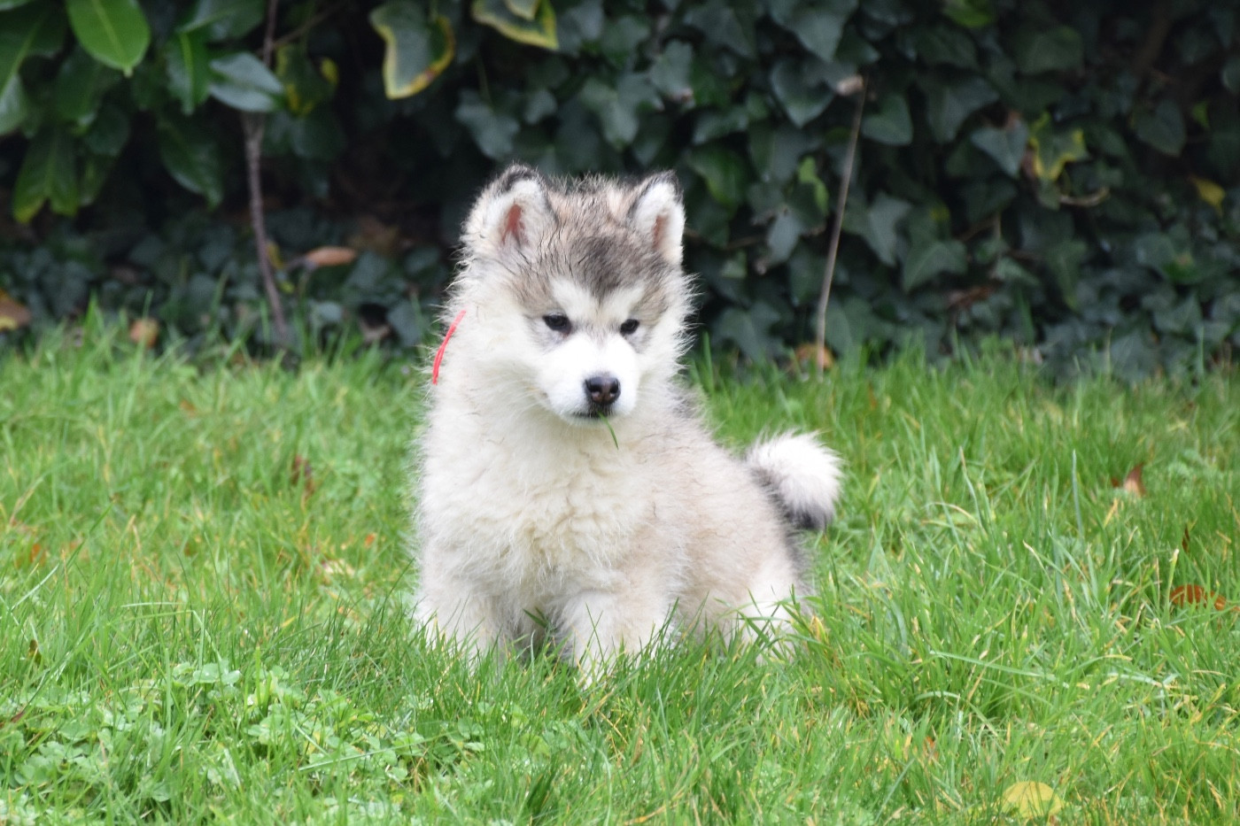 Du Domaine De Nelya - Chiots disponibles - Alaskan Malamute
