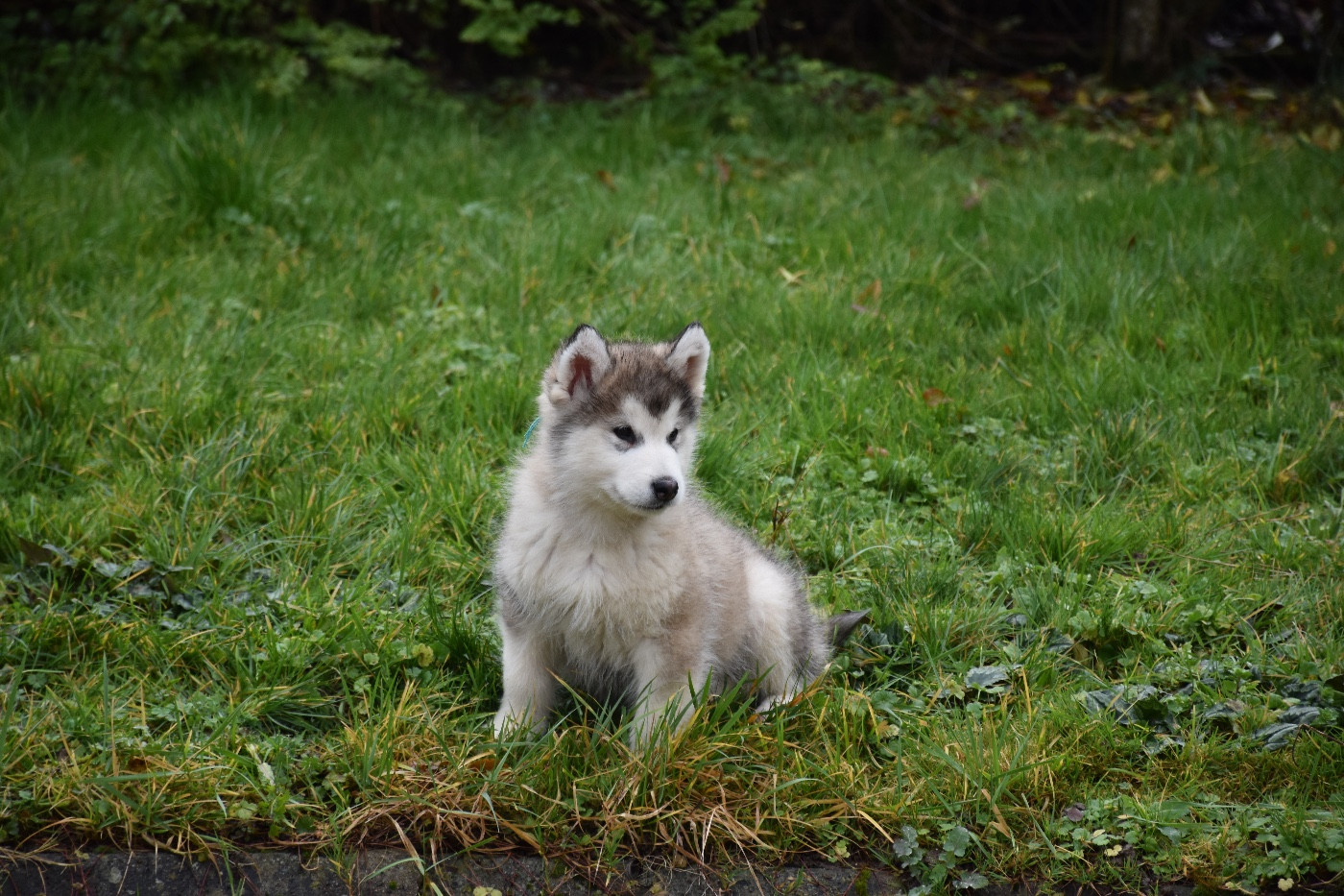 Du Domaine De Nelya - Chiots disponibles - Alaskan Malamute