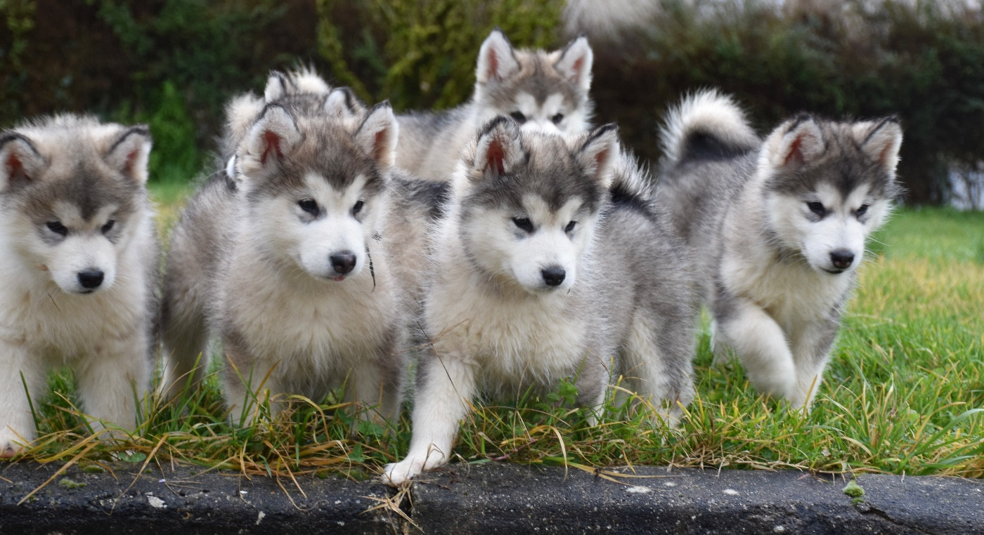 Chiot Alaskan Malamute Du Domaine De Nelya