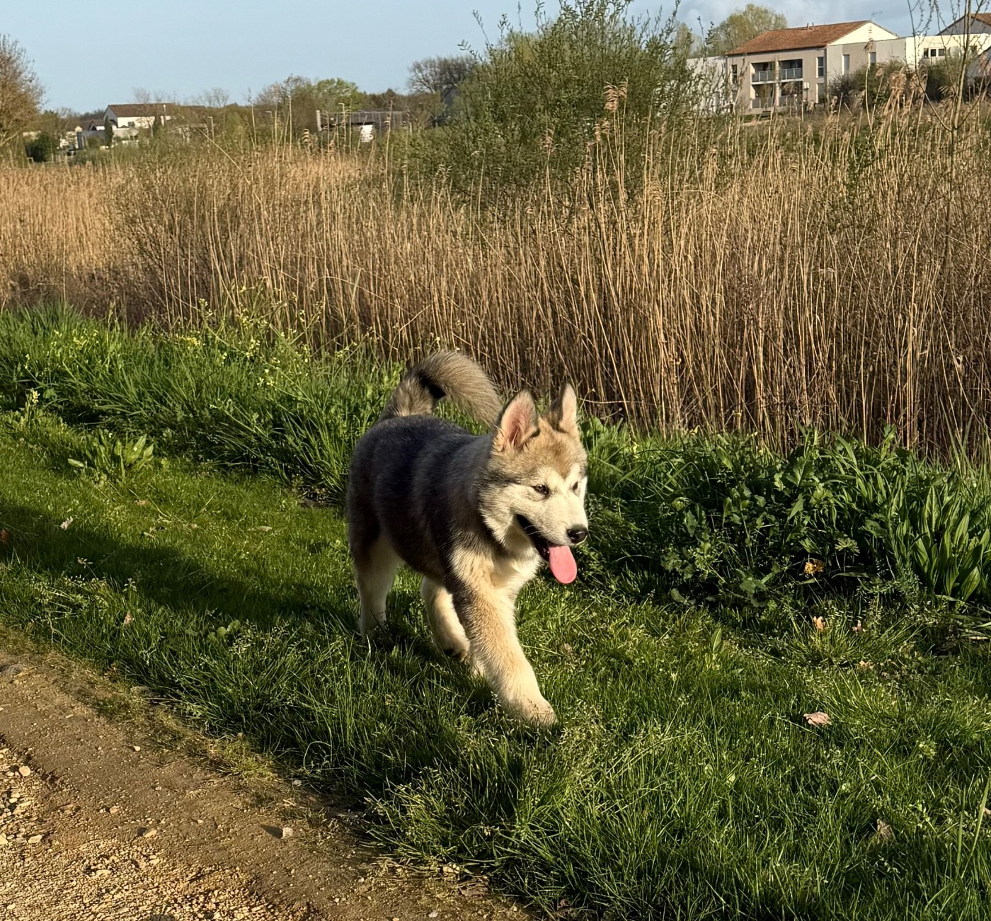 Du Domaine De Nelya - Chiots disponibles - Alaskan Malamute