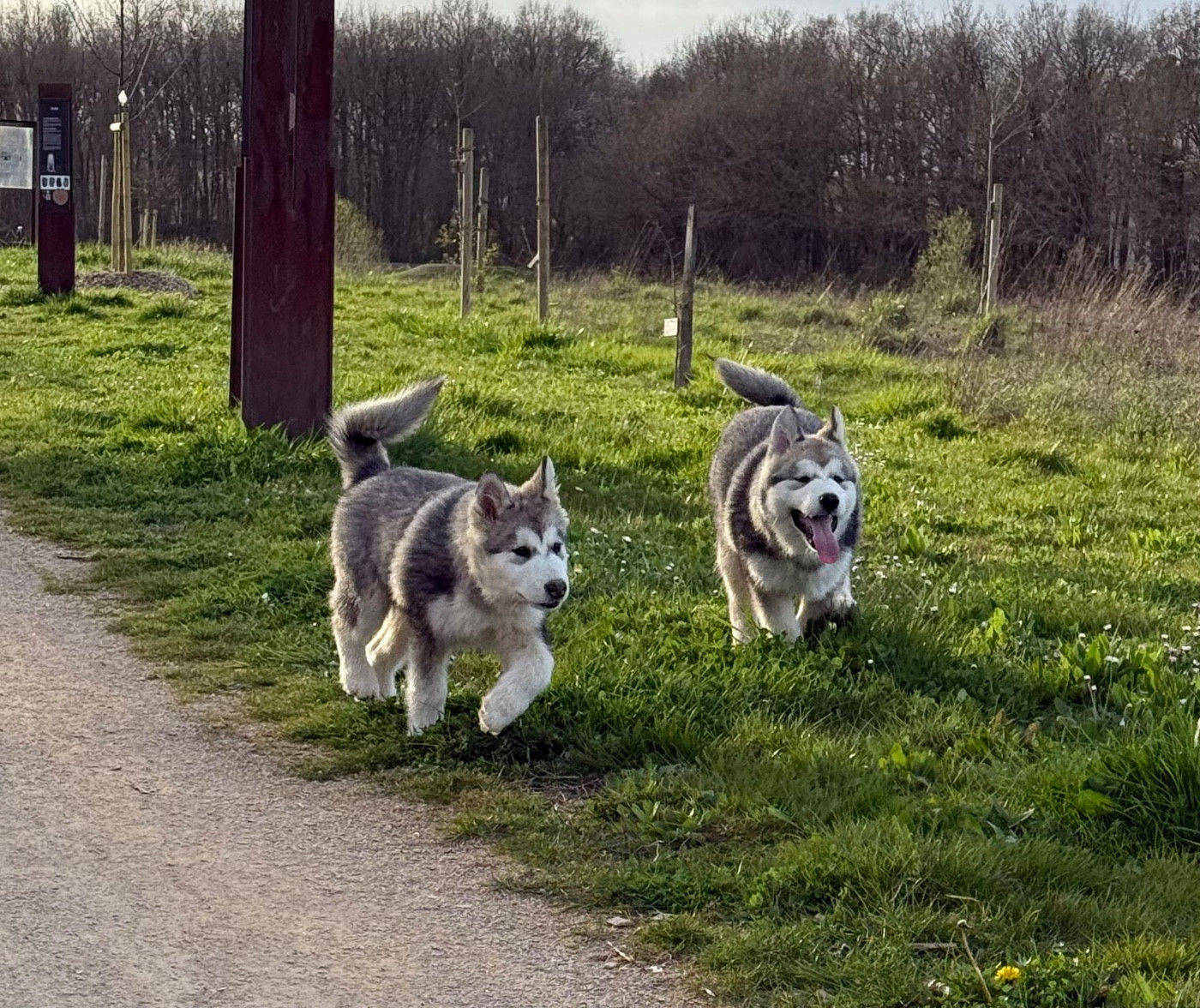 Du Domaine De Nelya - Chiots disponibles - Alaskan Malamute