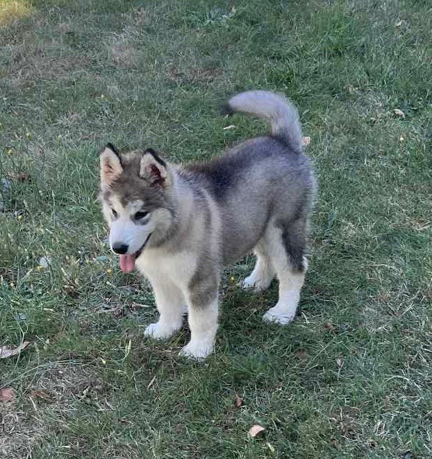 Du Domaine De Nelya - Chiots disponibles - Alaskan Malamute